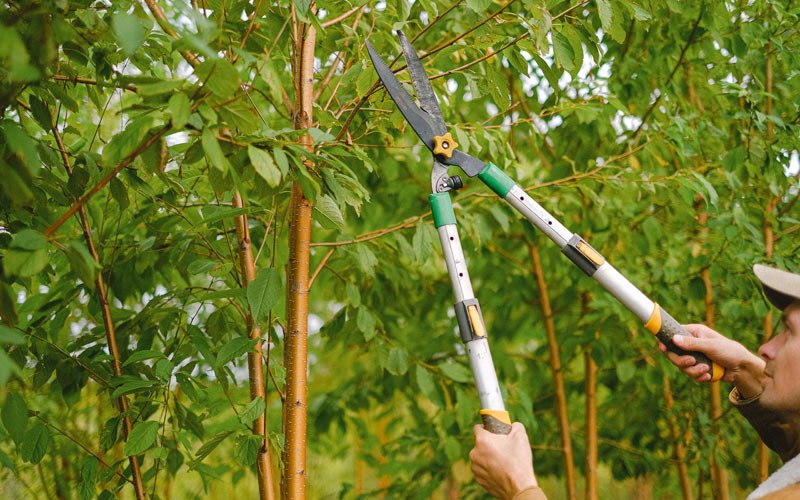 Tree trimming in Lookeba, OK