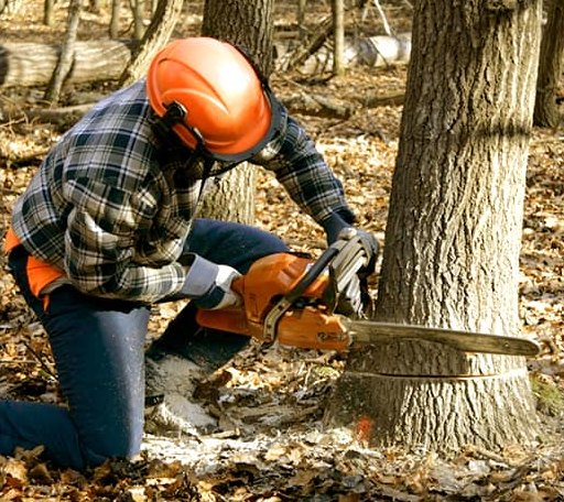 Tree Removal in Lookeba, OK